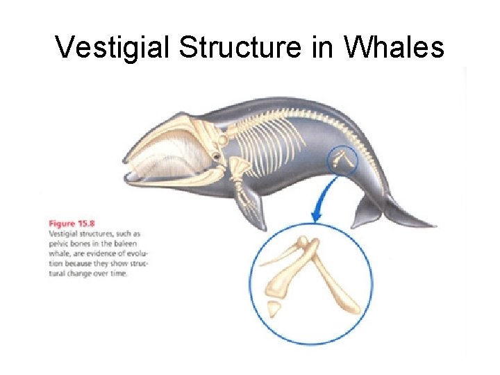 Vestigial Structure in Whales 