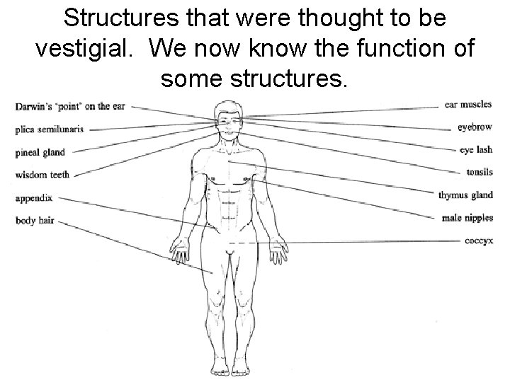 Structures that were thought to be vestigial. We now know the function of some