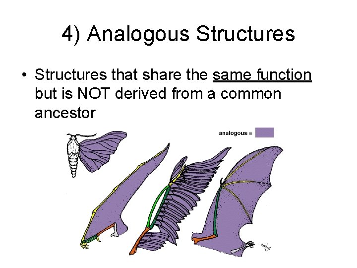4) Analogous Structures • Structures that share the same function but is NOT derived