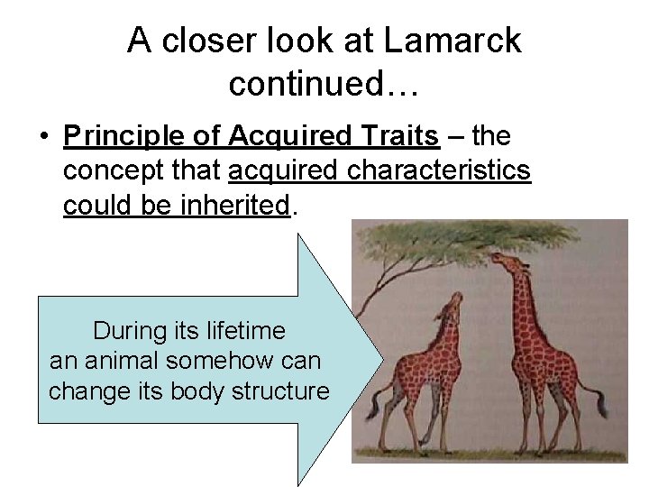 A closer look at Lamarck continued… • Principle of Acquired Traits – the concept