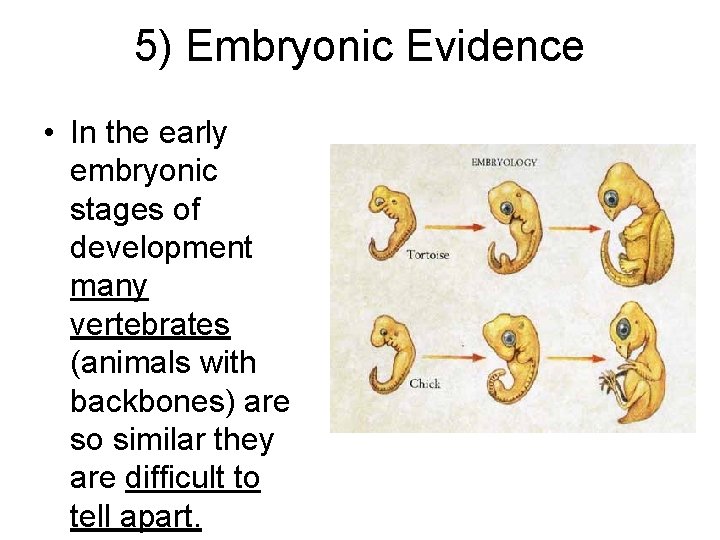 5) Embryonic Evidence • In the early embryonic stages of development many vertebrates (animals