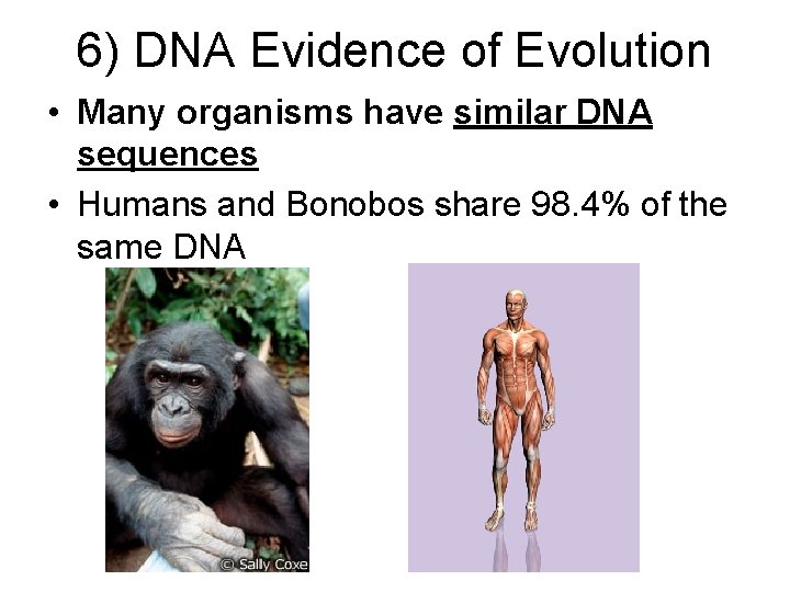 6) DNA Evidence of Evolution • Many organisms have similar DNA sequences • Humans