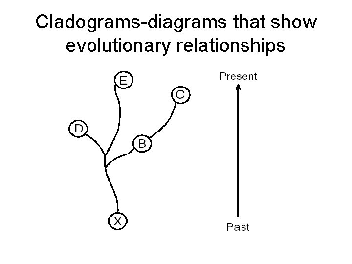 Cladograms-diagrams that show evolutionary relationships 