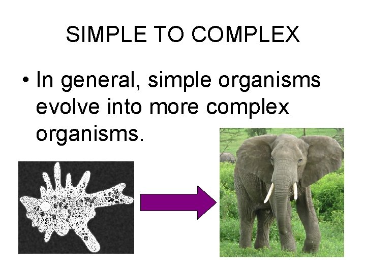 SIMPLE TO COMPLEX • In general, simple organisms evolve into more complex organisms. 