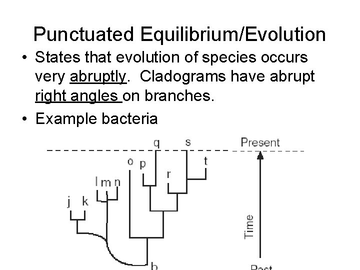 Punctuated Equilibrium/Evolution • States that evolution of species occurs very abruptly. Cladograms have abrupt
