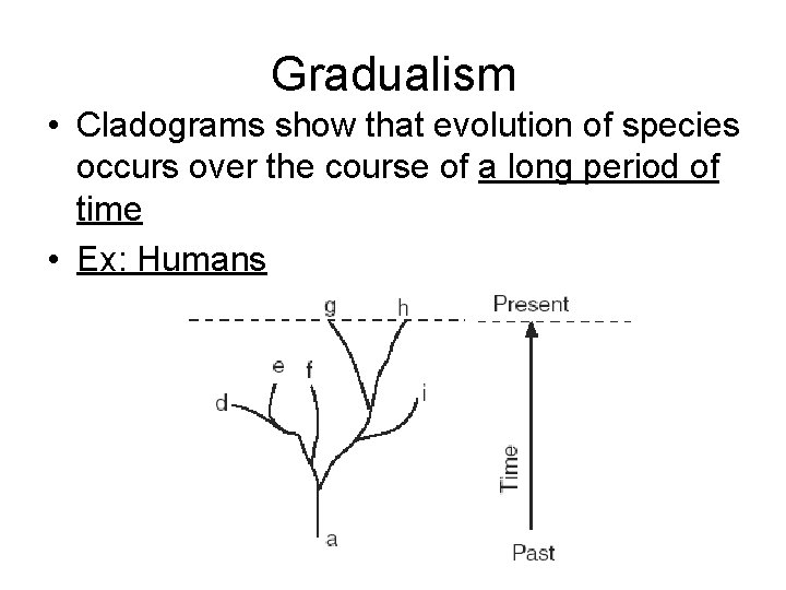 Gradualism • Cladograms show that evolution of species occurs over the course of a
