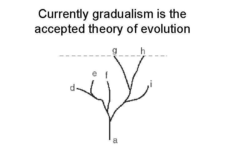 Currently gradualism is the accepted theory of evolution 