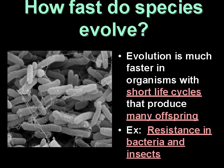 How fast do species evolve? • Evolution is much faster in organisms with short