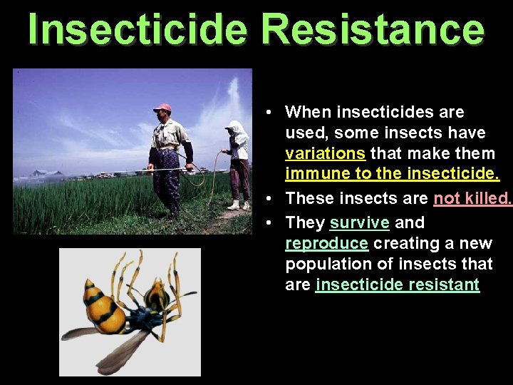 Insecticide Resistance • When insecticides are used, some insects have variations that make them