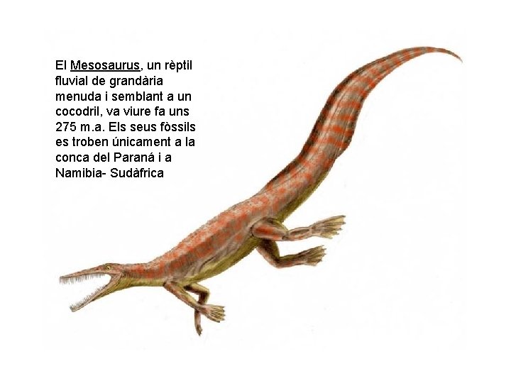 El Mesosaurus, un rèptil fluvial de grandària menuda i semblant a un cocodril, va