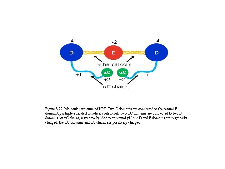 Figure 8. 22. Molecular structure of HPF. Two D domains are connected to the