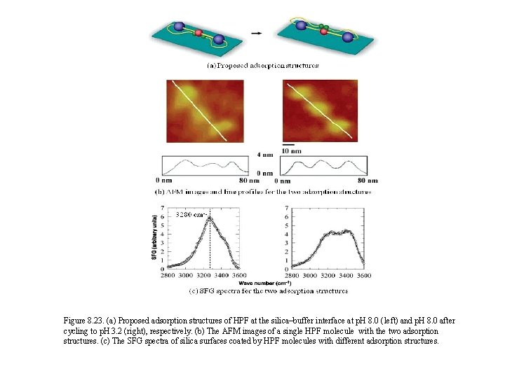 Figure 8. 23. (a) Proposed adsorption structures of HPF at the silica–buffer interface at