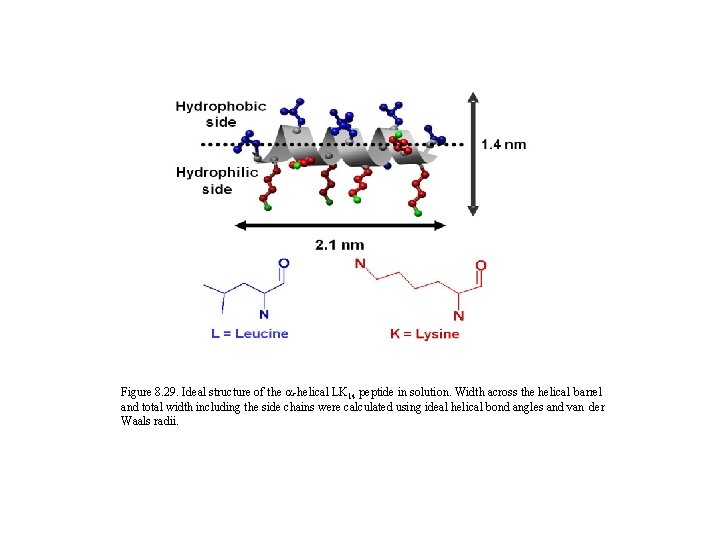 Figure 8. 29. Ideal structure of the a-helical LK 14 peptide in solution. Width