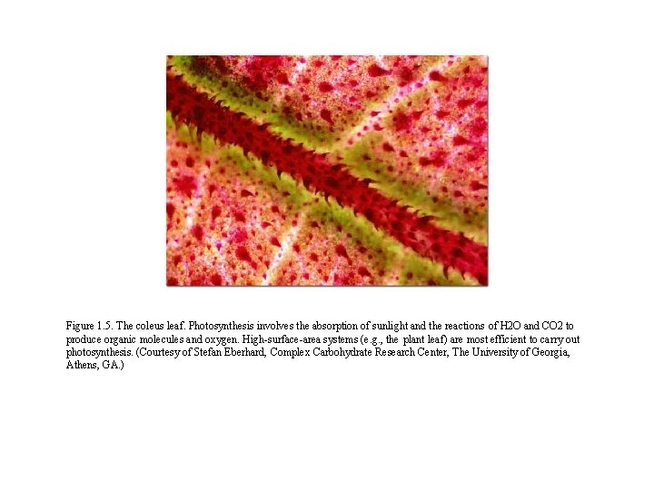 Figure 1. 5. The coleus leaf. Photosynthesis involves the absorption of sunlight and the