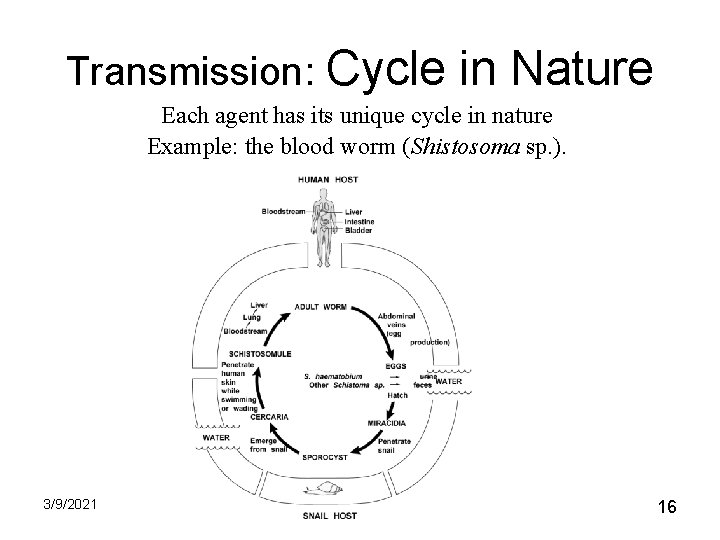 Transmission: Cycle in Nature Each agent has its unique cycle in nature Example: the Transmission: Cycle in Nature Each agent has its unique cycle in nature Example: the