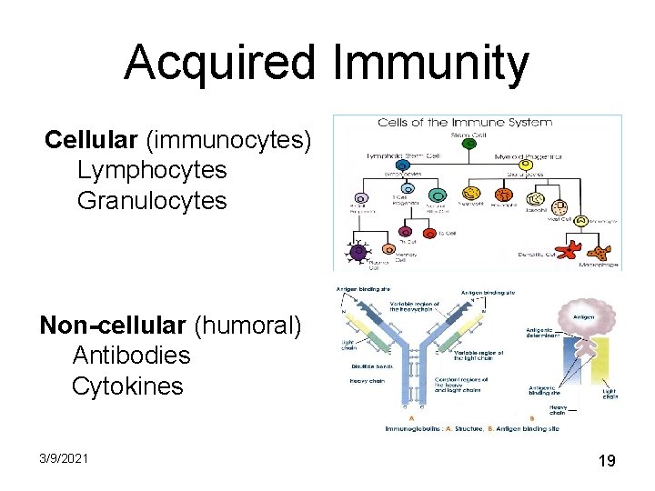 Acquired Immunity Cellular (immunocytes) Lymphocytes Granulocytes Non-cellular (humoral) Antibodies Cytokines 3/9/2021 19 Acquired Immunity Cellular (immunocytes) Lymphocytes Granulocytes Non-cellular (humoral) Antibodies Cytokines 3/9/2021 19