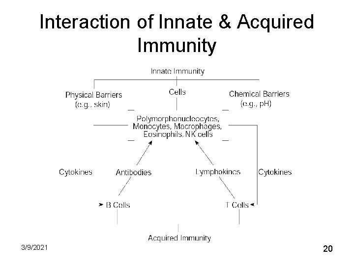 Interaction of Innate & Acquired Immunity 3/9/2021 20 Interaction of Innate & Acquired Immunity 3/9/2021 20