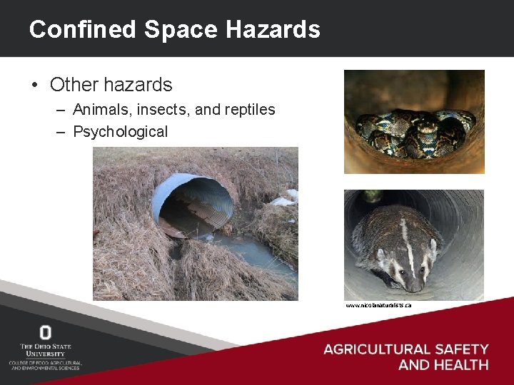 Confined Space Hazards • Other hazards – Animals, insects, and reptiles – Psychological www.