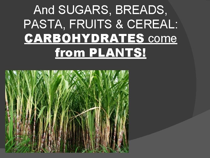 And SUGARS, BREADS, PASTA, FRUITS & CEREAL: CARBOHYDRATES come from PLANTS! 