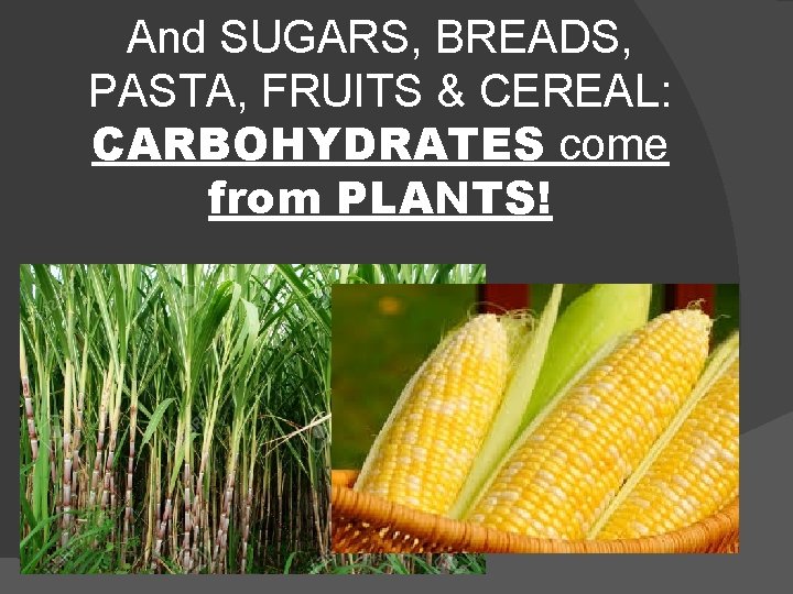 And SUGARS, BREADS, PASTA, FRUITS & CEREAL: CARBOHYDRATES come from PLANTS! 