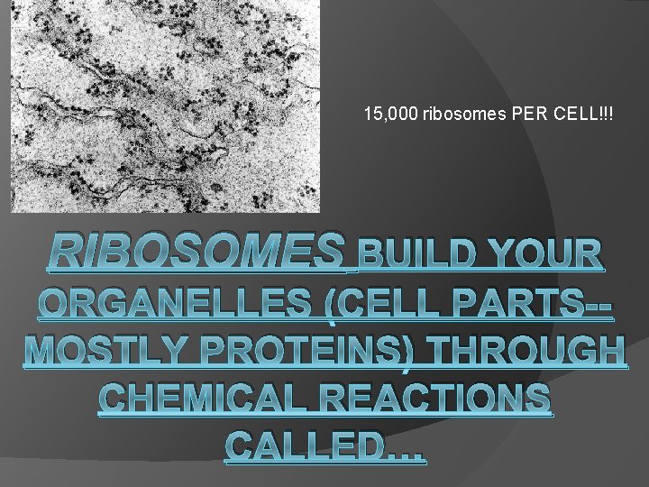 15, 000 ribosomes PER CELL!!! RIBOSOMES BUILD YOUR ORGANELLES (CELL PARTS-MOSTLY PROTEINS) THROUGH CHEMICAL