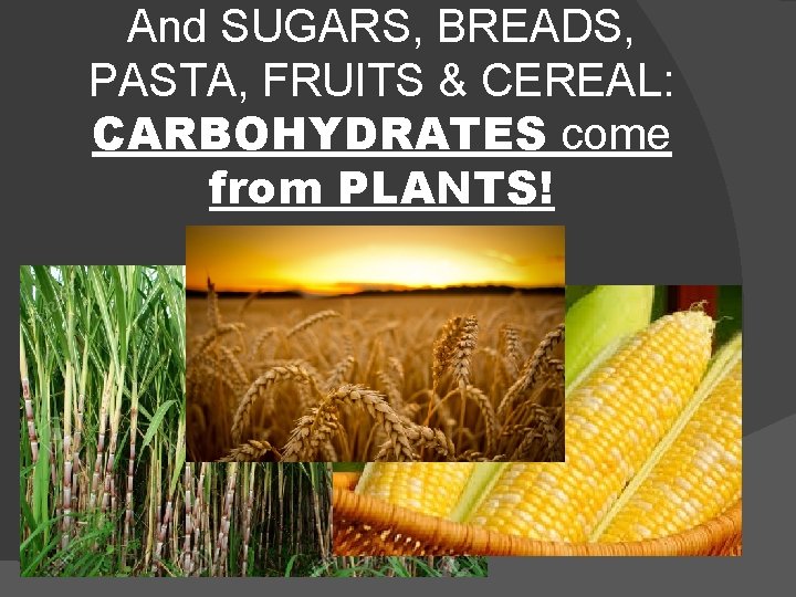 And SUGARS, BREADS, PASTA, FRUITS & CEREAL: CARBOHYDRATES come from PLANTS! 