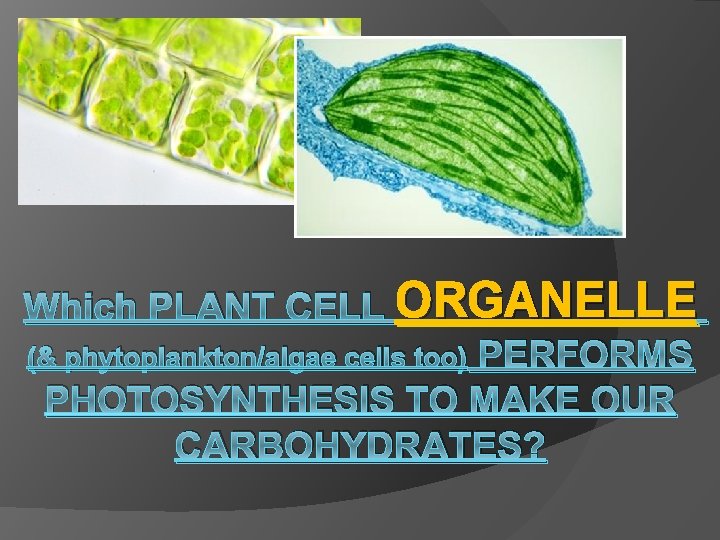 Which PLANT CELL ORGANELLE (& phytoplankton/algae cells too) PERFORMS PHOTOSYNTHESIS TO MAKE OUR CARBOHYDRATES?