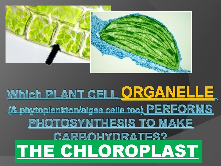 Which PLANT CELL ORGANELLE (& phytoplankton/algae cells too) PERFORMS PHOTOSYNTHESIS TO MAKE CARBOHYDRATES? THE