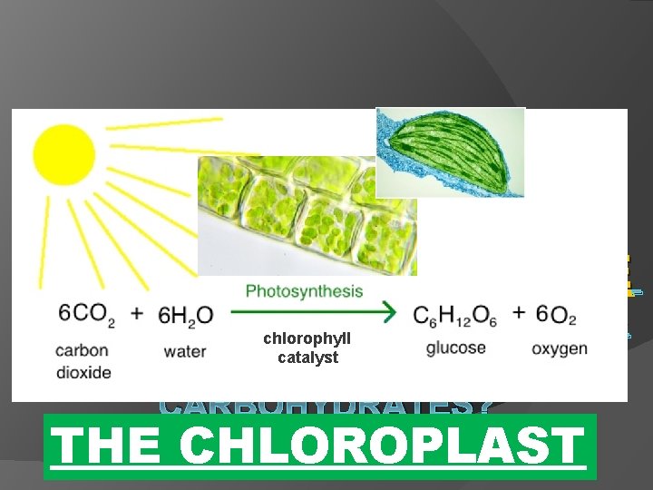 Which PLANT CELL ORGANELLE (& phytoplankton/algae cells too) PERFORMS chlorophyll catalyst PHOTOSYNTHESIS TO MAKE