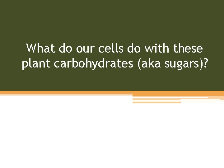 What do our cells do with these plant carbohydrates (aka sugars)? 