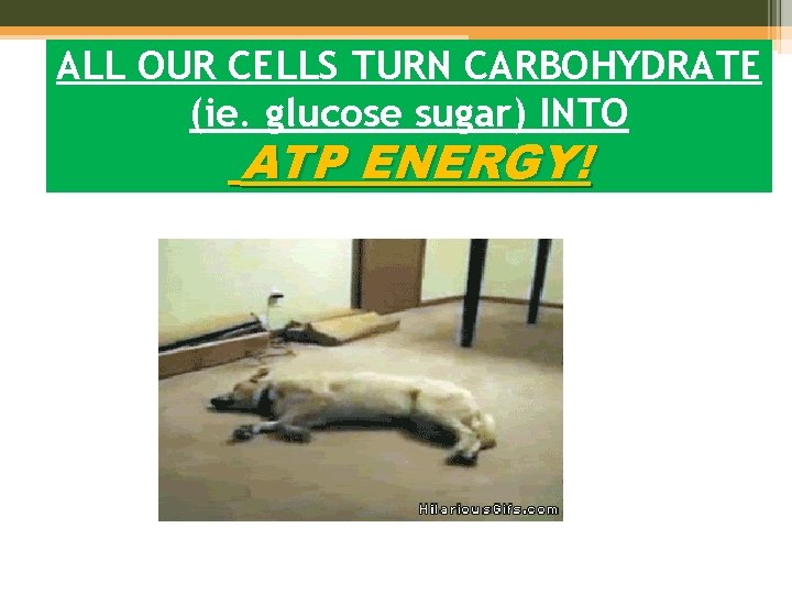 ALL OUR CELLS TURN CARBOHYDRATE (ie. glucose sugar) INTO ATP ENERGY! 