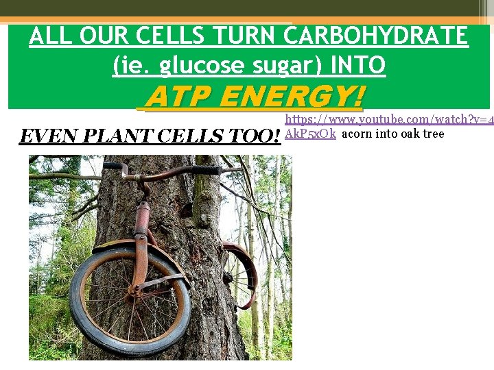 ALL OUR CELLS TURN CARBOHYDRATE (ie. glucose sugar) INTO ATP ENERGY! EVEN PLANT CELLS