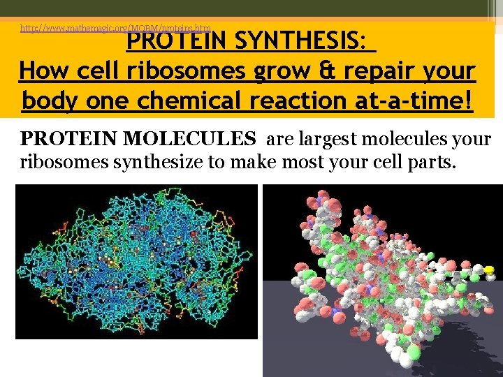 http: //www. mathemagic. org/MOBM/proteins. htm PROTEIN SYNTHESIS: How cell ribosomes grow & repair your