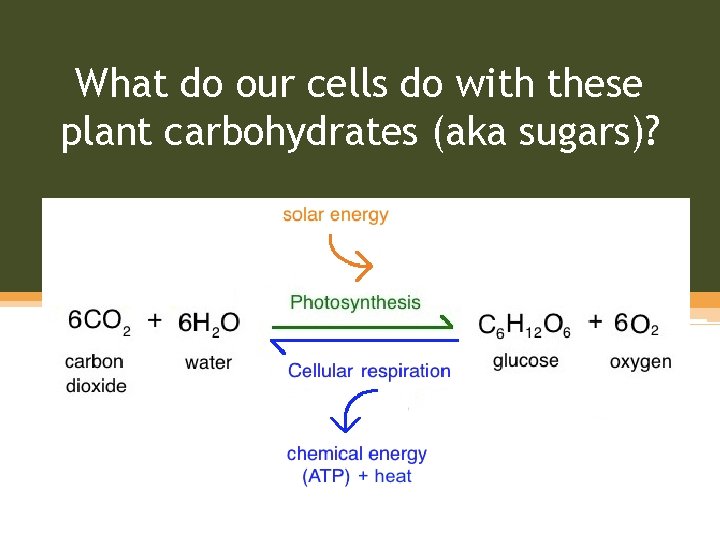 What do our cells do with these plant carbohydrates (aka sugars)? 