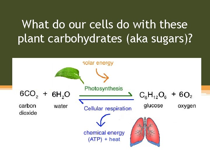 What do our cells do with these plant carbohydrates (aka sugars)? 