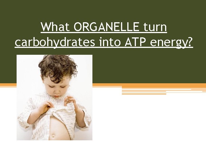 What ORGANELLE turn carbohydrates into ATP energy? 