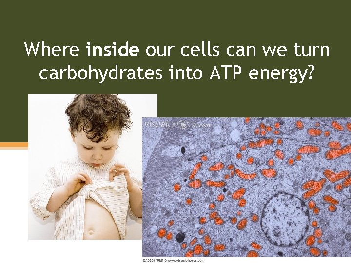 Where inside our cells can we turn carbohydrates into ATP energy? 