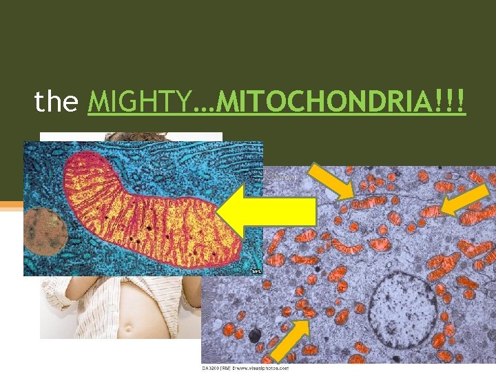 the MIGHTY…MITOCHONDRIA!!! 