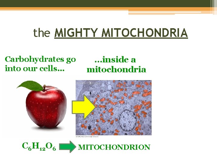 the MIGHTY MITOCHONDRIA Carbohydrates go into our cells… …inside a mitochondria C 6 H