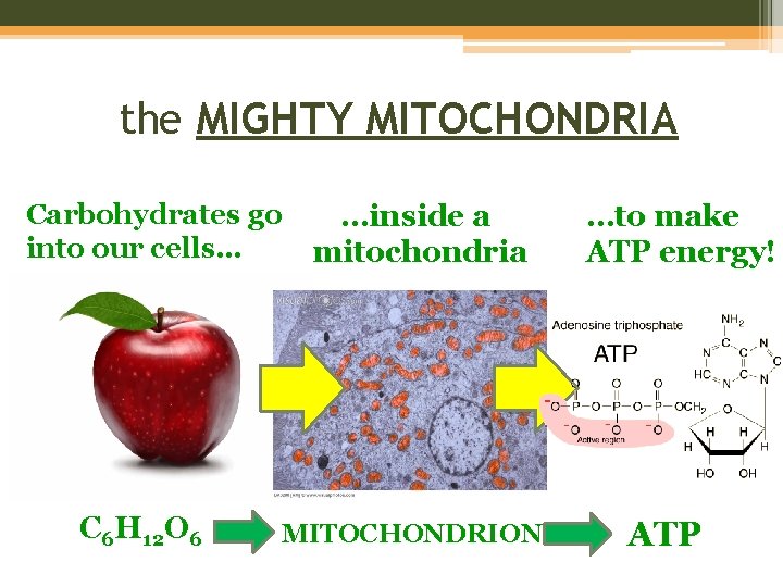 the MIGHTY MITOCHONDRIA Carbohydrates go into our cells… C 6 H 12 O 6