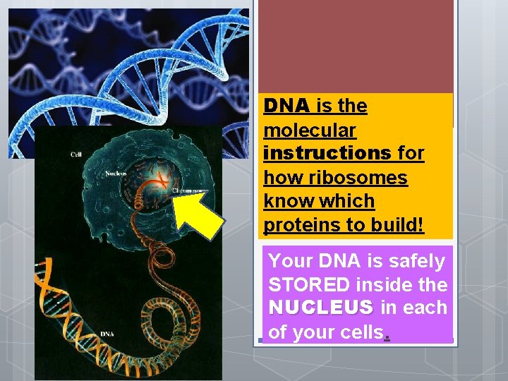 DNA is the molecular instructions for how ribosomes know which proteins to build! Your