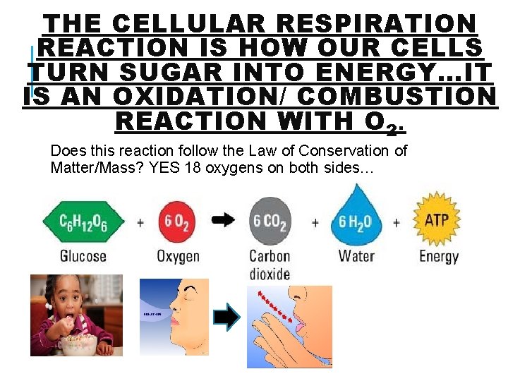 THE CELLULAR RESPIRATION REACTION IS HOW OUR CELLS TURN SUGAR INTO ENERGY…IT IS AN