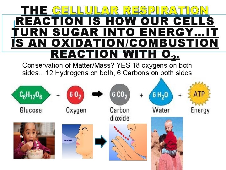 THE CELLULAR RESPIRATION REACTION IS HOW OUR CELLS TURN SUGAR INTO ENERGY…IT IS AN