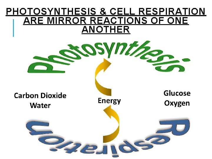 PHOTOSYNTHESIS & CELL RESPIRATION ARE MIRROR REACTIONS OF ONE ANOTHER 