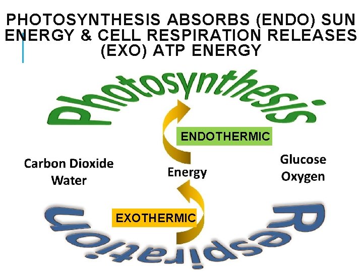 PHOTOSYNTHESIS ABSORBS (ENDO) SUN ENERGY & CELL RESPIRATION RELEASES (EXO) ATP ENERGY ENDOTHERMIC EXOTHERMIC