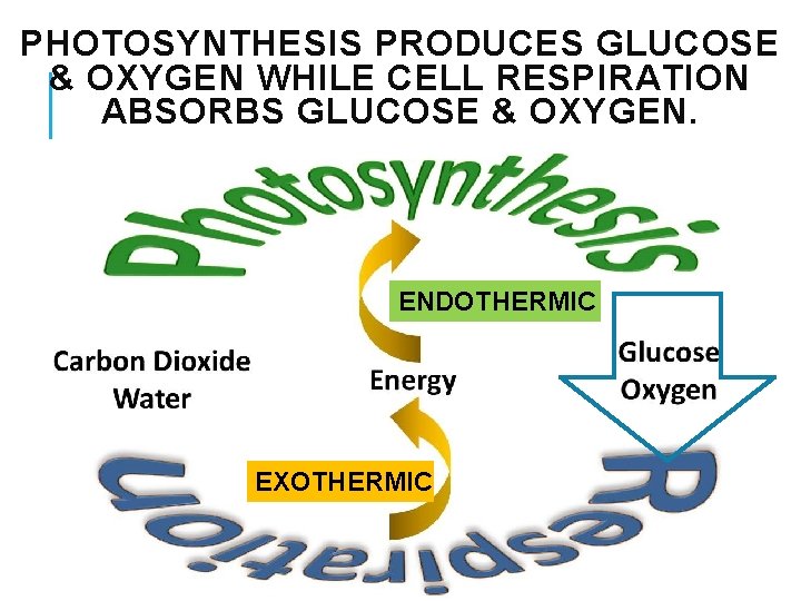 PHOTOSYNTHESIS PRODUCES GLUCOSE & OXYGEN WHILE CELL RESPIRATION ABSORBS GLUCOSE & OXYGEN. ENDOTHERMIC EXOTHERMIC