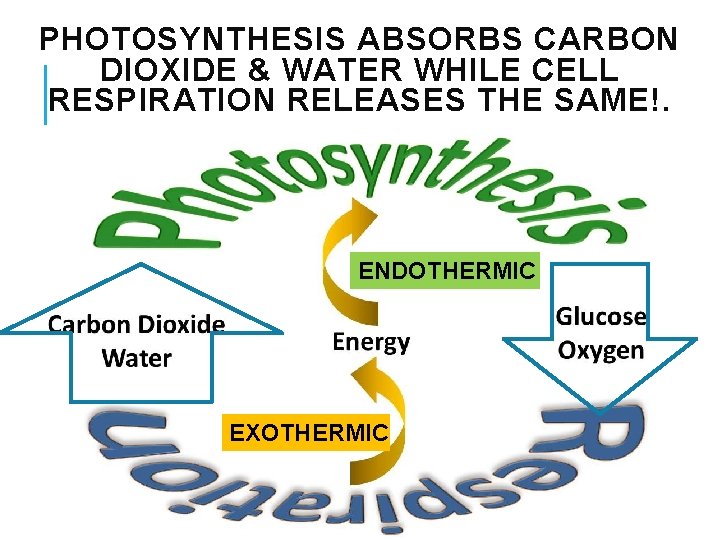 PHOTOSYNTHESIS ABSORBS CARBON DIOXIDE & WATER WHILE CELL RESPIRATION RELEASES THE SAME!. ENDOTHERMIC EXOTHERMIC