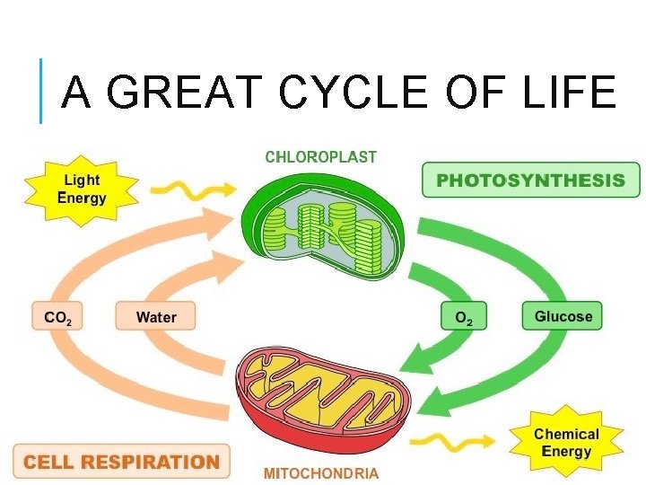A GREAT CYCLE OF LIFE 
