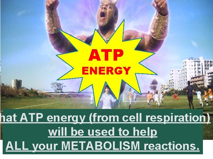 THE RESPIRATION REACTION IS HOW LIVING THINGS TURN SUGAR INTO ENERGY…IT IS A COMBUSTION