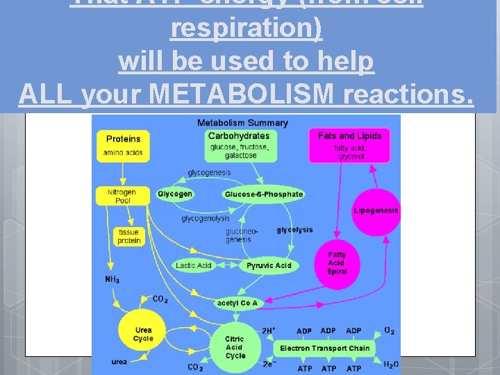 That ATP energy (from cell respiration) will be used to help ALL your METABOLISM